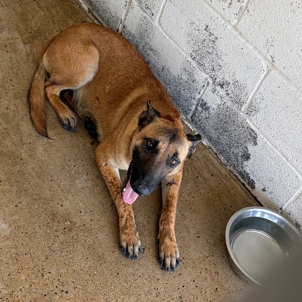 LUNA - Malinois, Belgian / Ridgeback, Rhodesian available for adoption