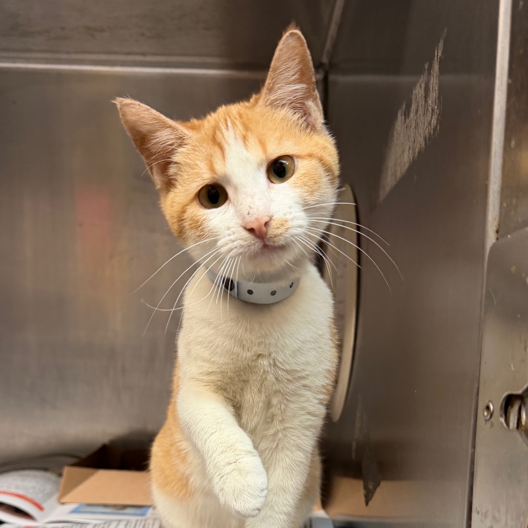 Pebbles, available for adoption at PVAS