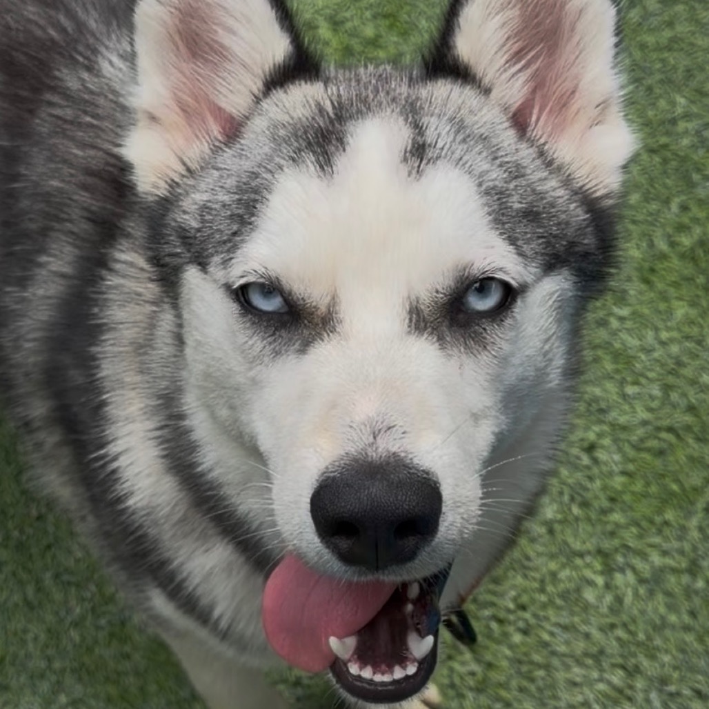 JUBILEE - Husky available for adoption