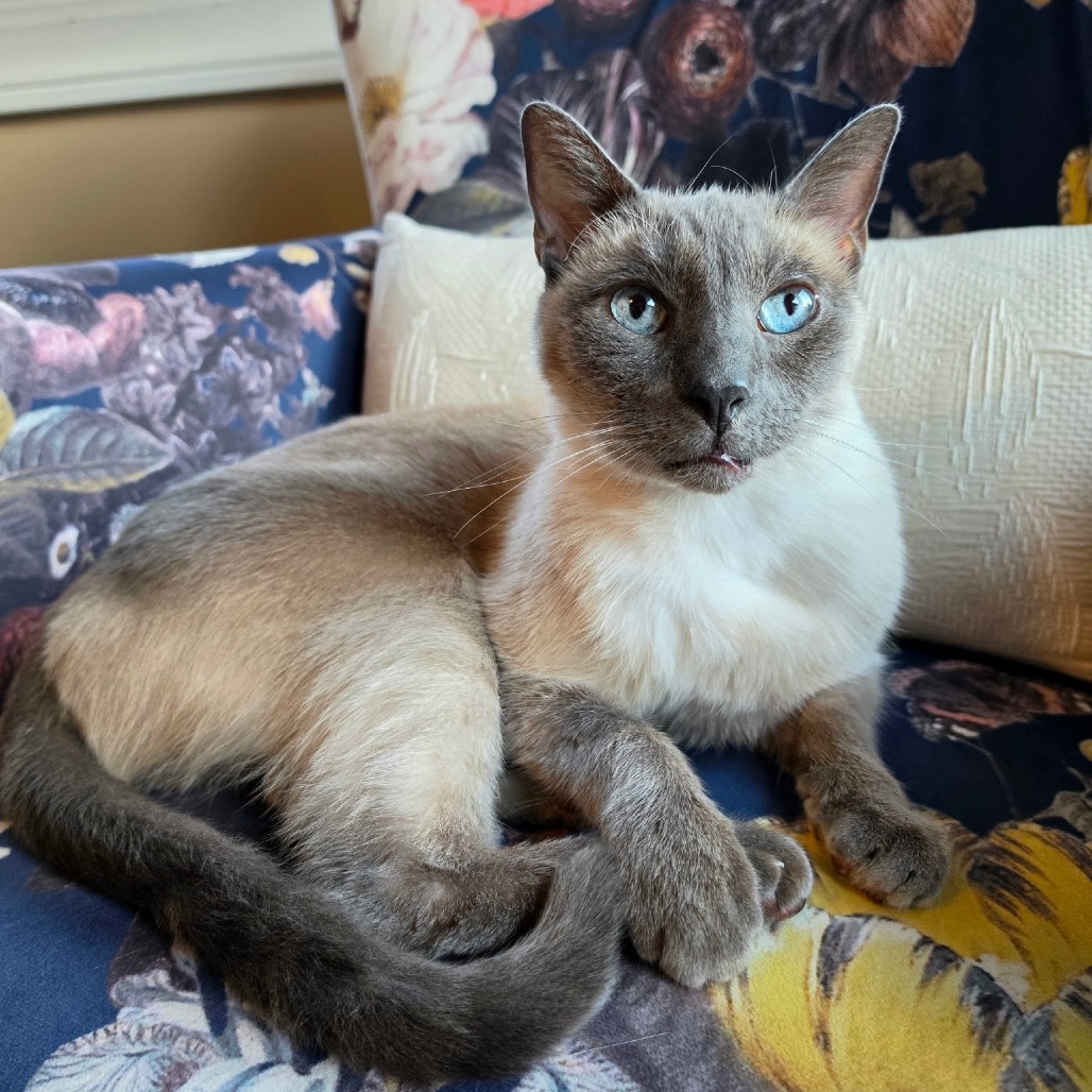 LOKI