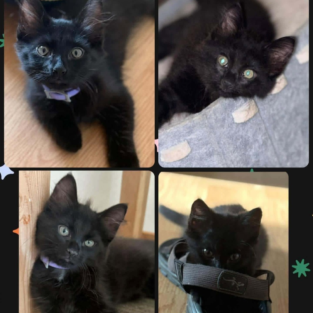 JETT - Domestic Medium Hair available for adoption