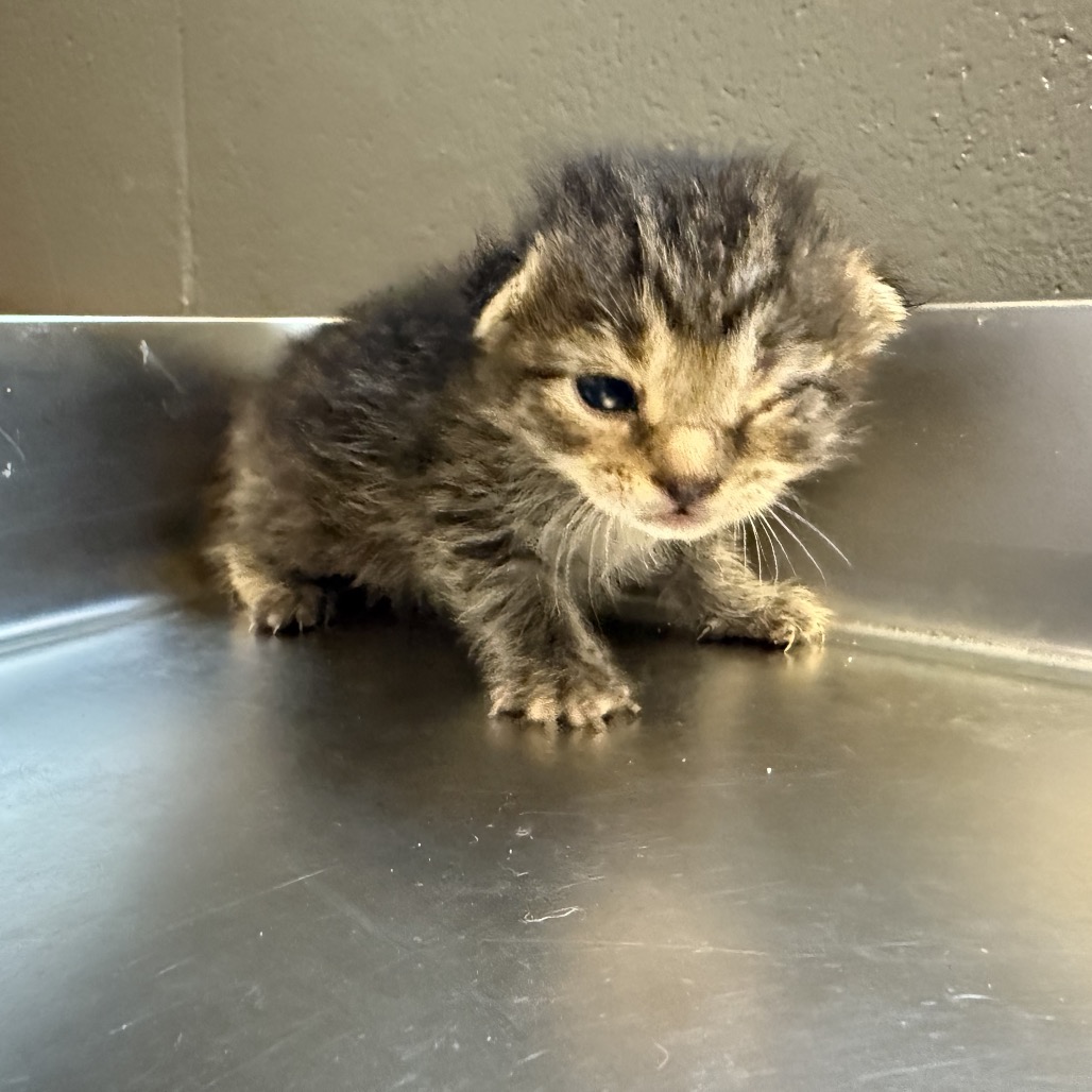 Tusc Stray 84561 2 3 4