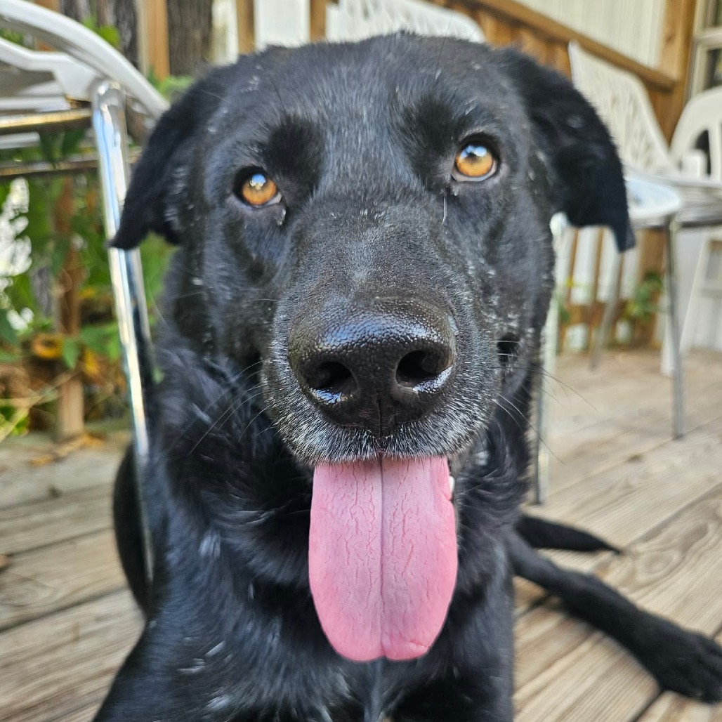 Licorice, photo 12