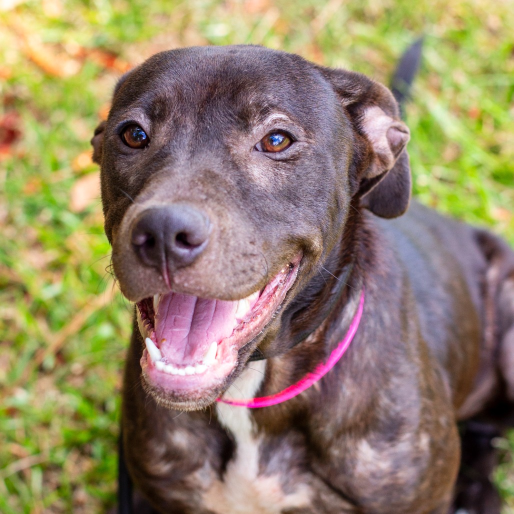 QUEEN BEE - Terrier, American Staffordshire / Mix available for adoption