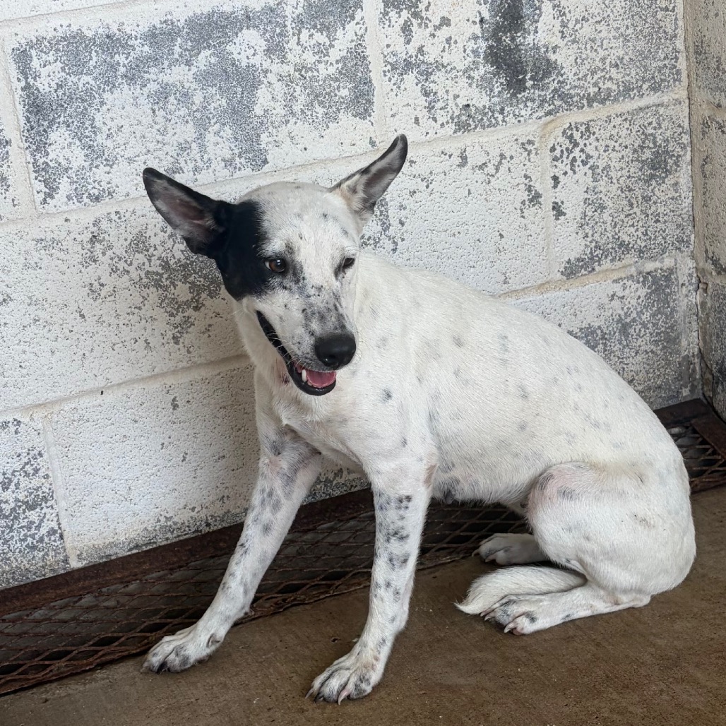 WHITNEY - Terrier / Pit Bull available for adoption