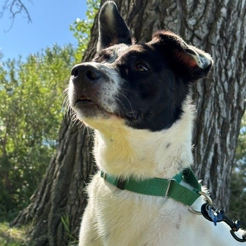 Brie--In Foster, photo 19