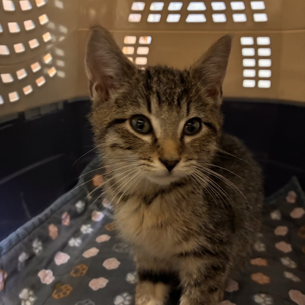 ASTON - Domestic Shorthair available for adoption