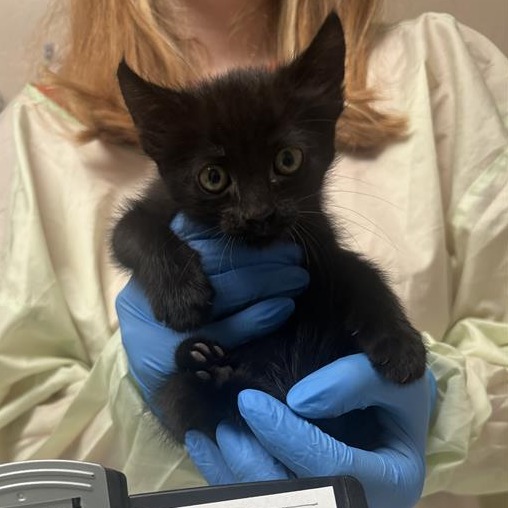 CACTUS WREN - Domestic Shorthair available for adoption