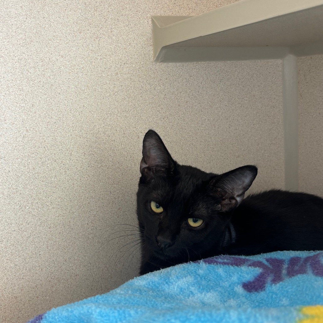 Harry (green collar) - Domestic Shorthair