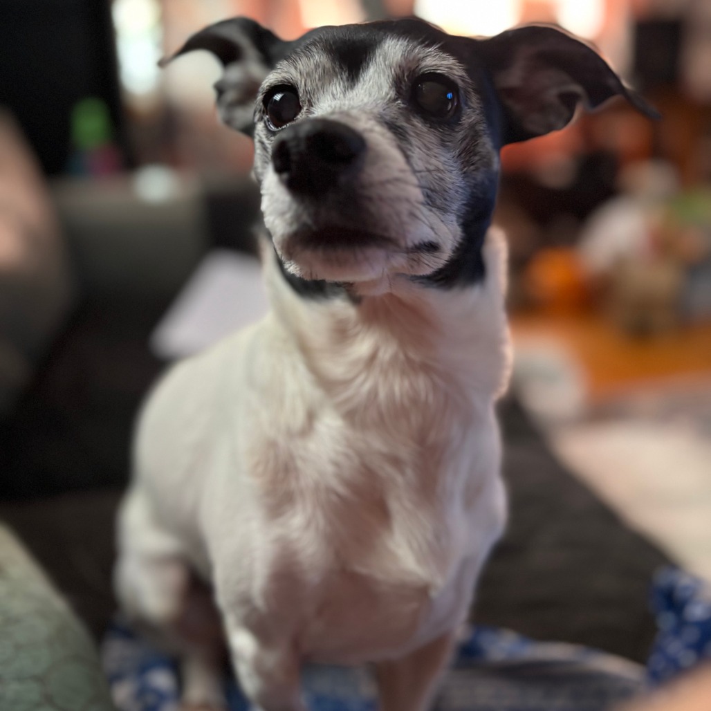 Marmalade — thumbnail 5