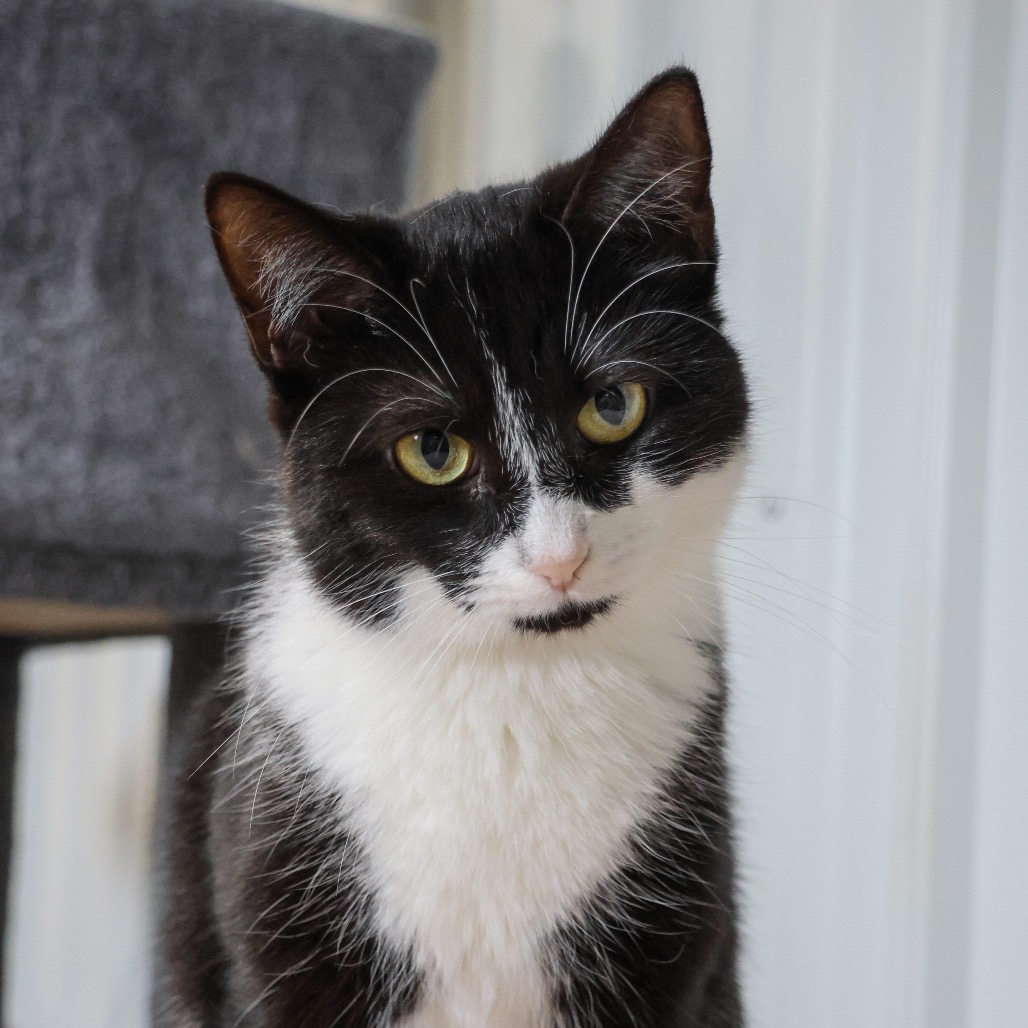 Rosie, photo 6