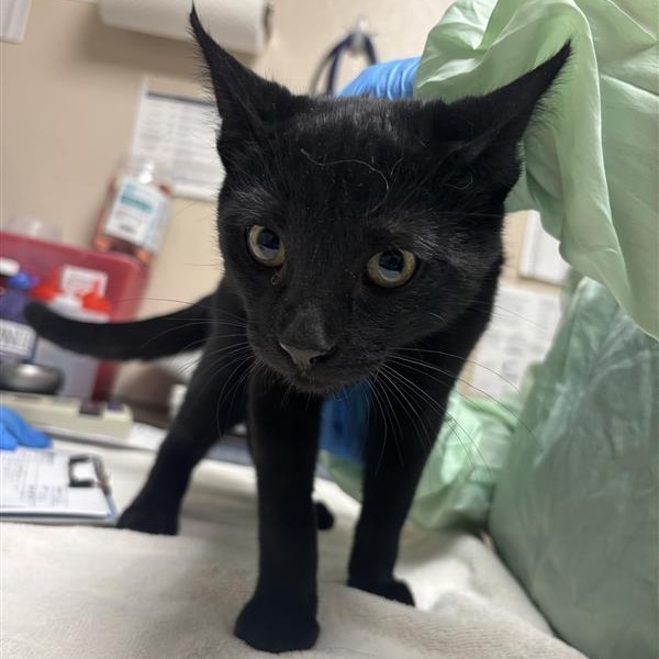 NINJA - Domestic Shorthair available for adoption