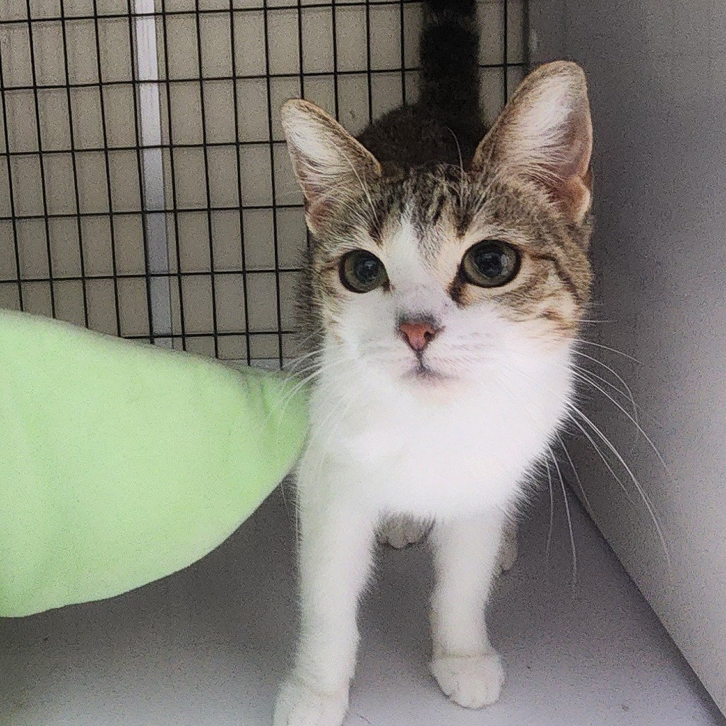 A#46 Misty's preview photo