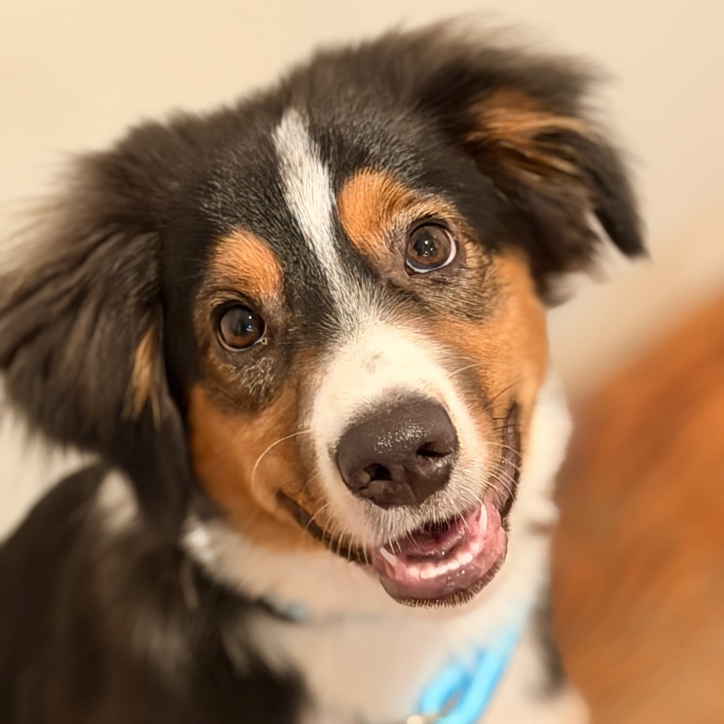 Monty - available 9/18