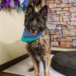 Photo of Rose (Roxy)