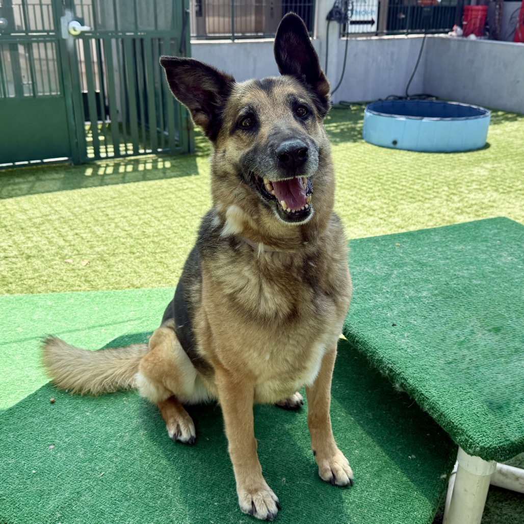 German Shepherd