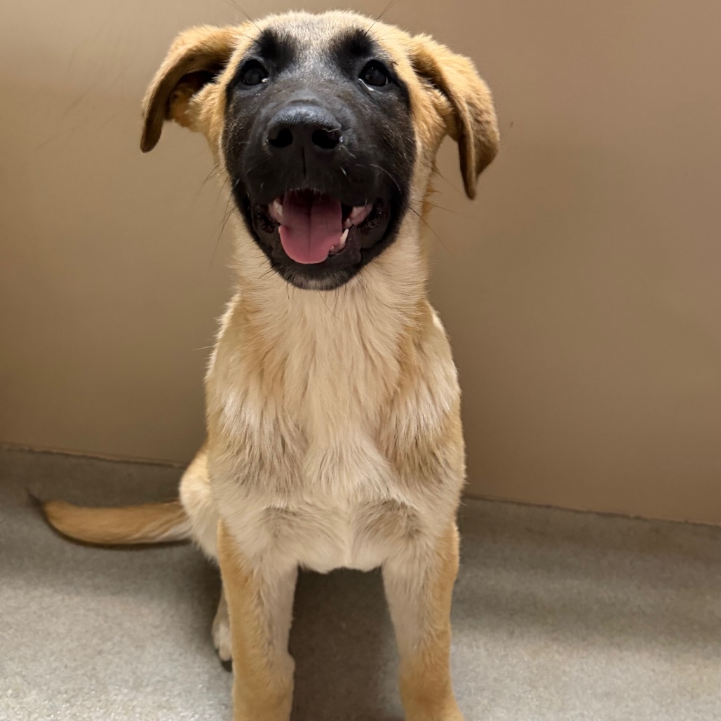 Kennel#20b(Yellow)'s preview photo