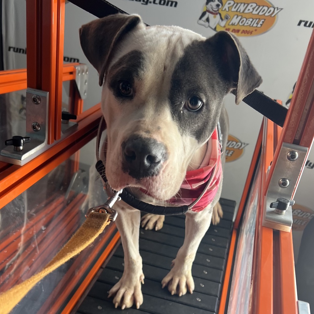 Amelia — thumbnail 8