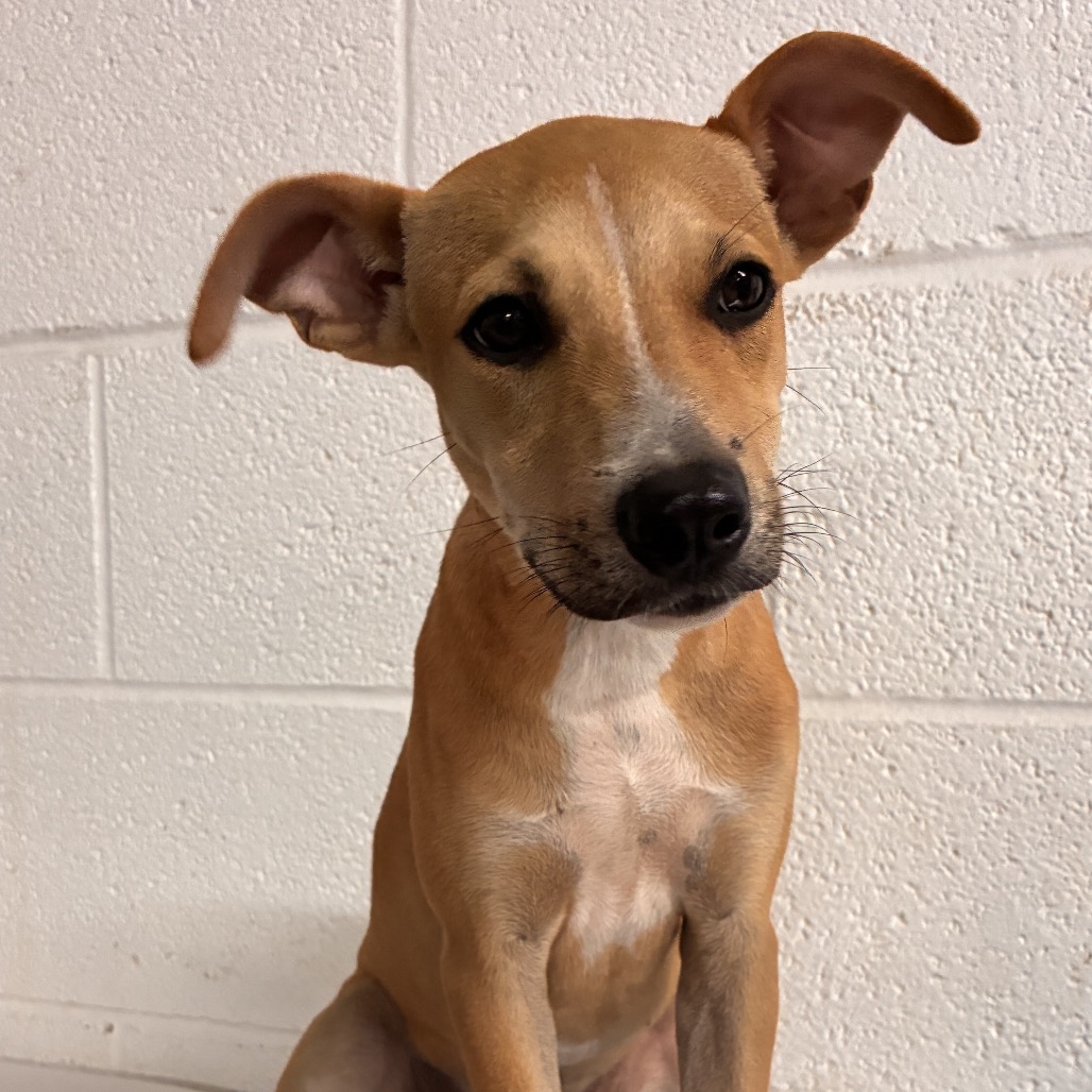 CHARLIE - Terrier, Pit Bull / Mix available for adoption