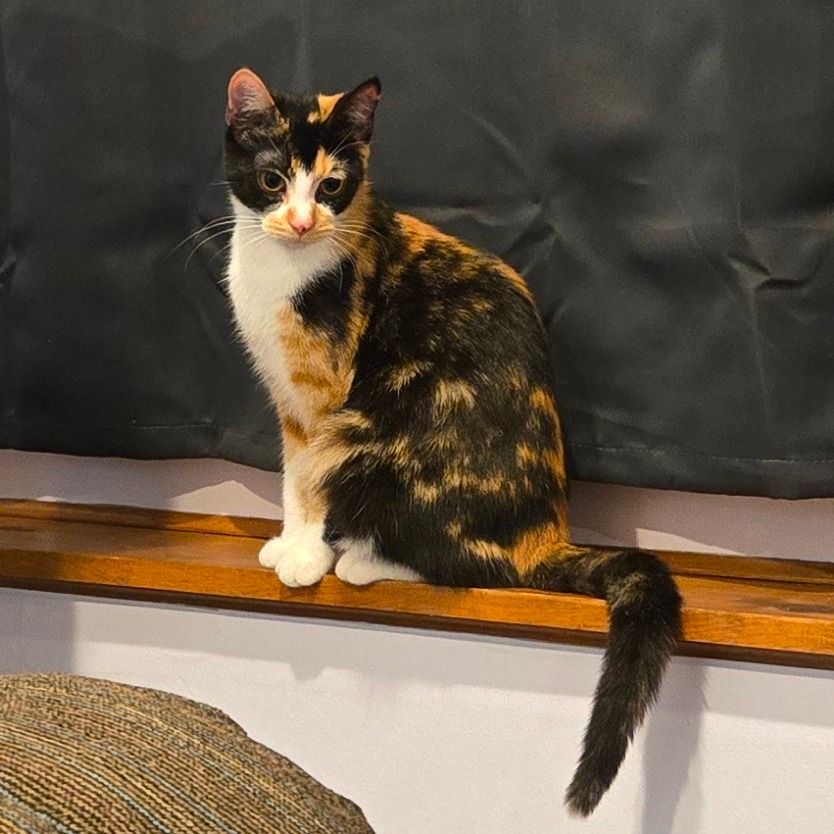 RUBY 2 - Domestic Shorthair available for adoption