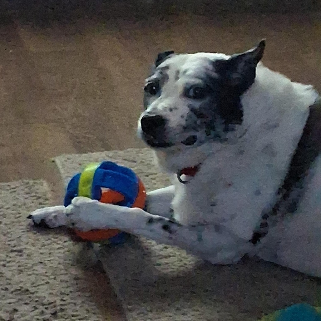 Photo of Speckles  10