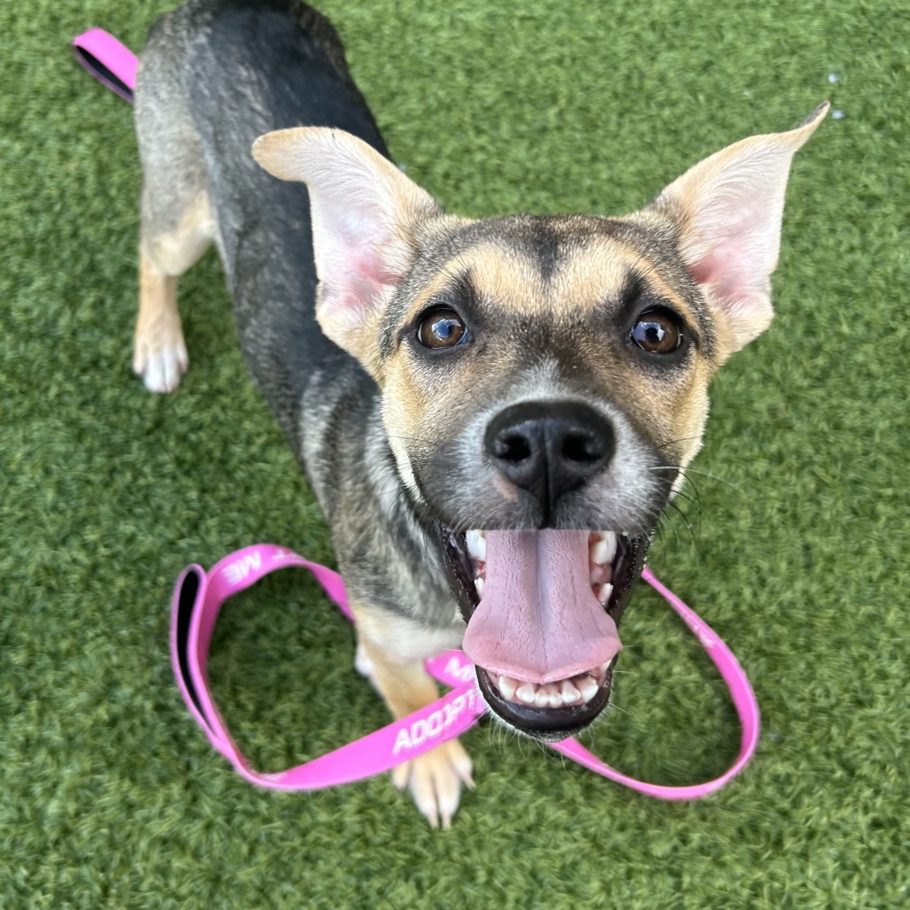 WEDNESDAY - Mixed Breed (Medium) available for adoption