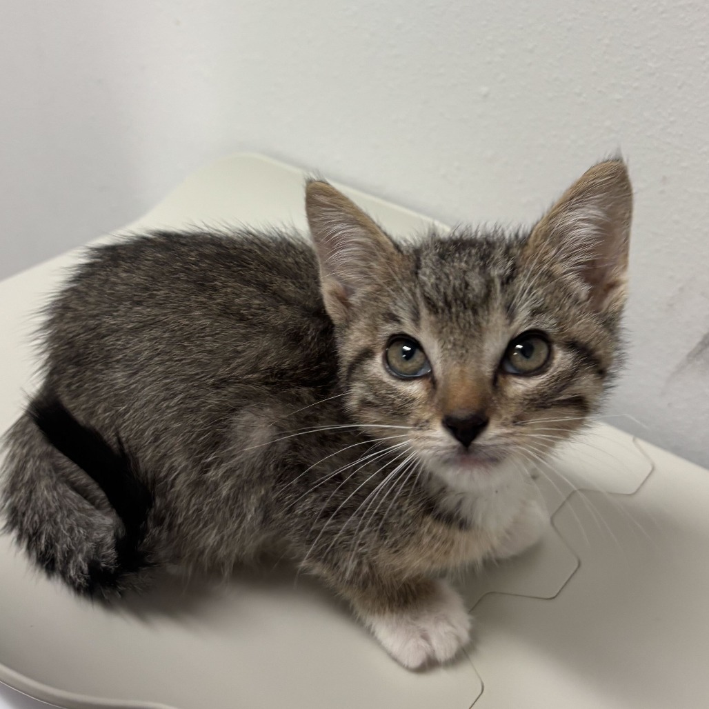 SANTA FE - Domestic Shorthair available for adoption