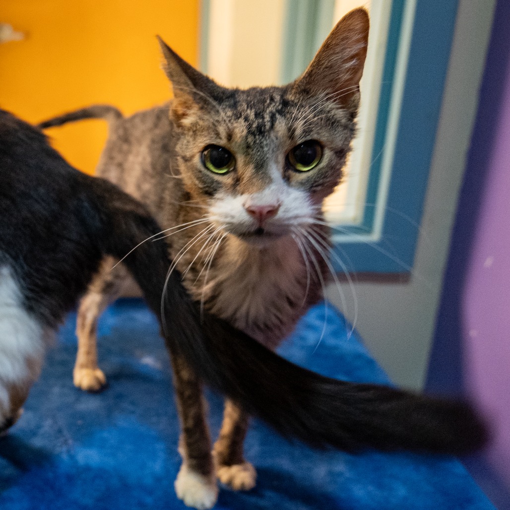 BLOCKER - Domestic Shorthair available for adoption