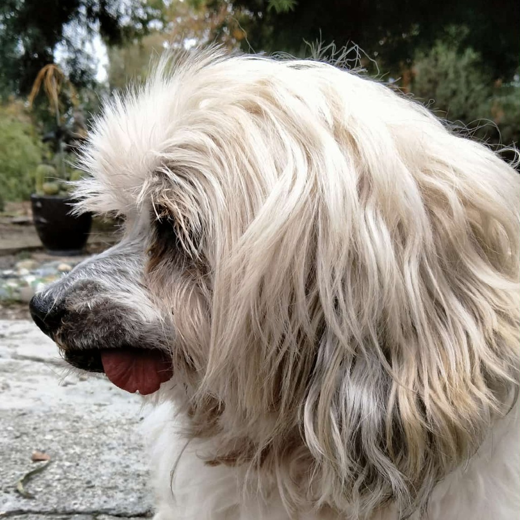 Gizmo — thumbnail 4