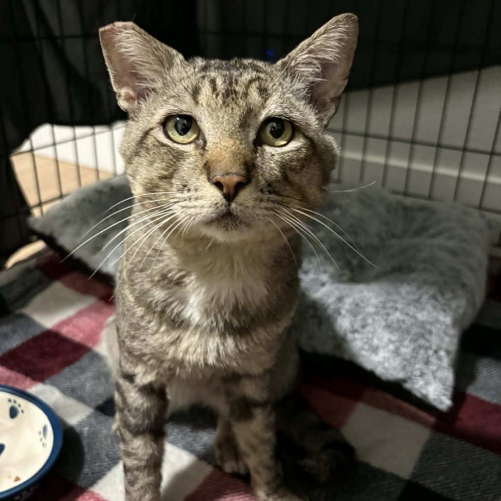 Sora