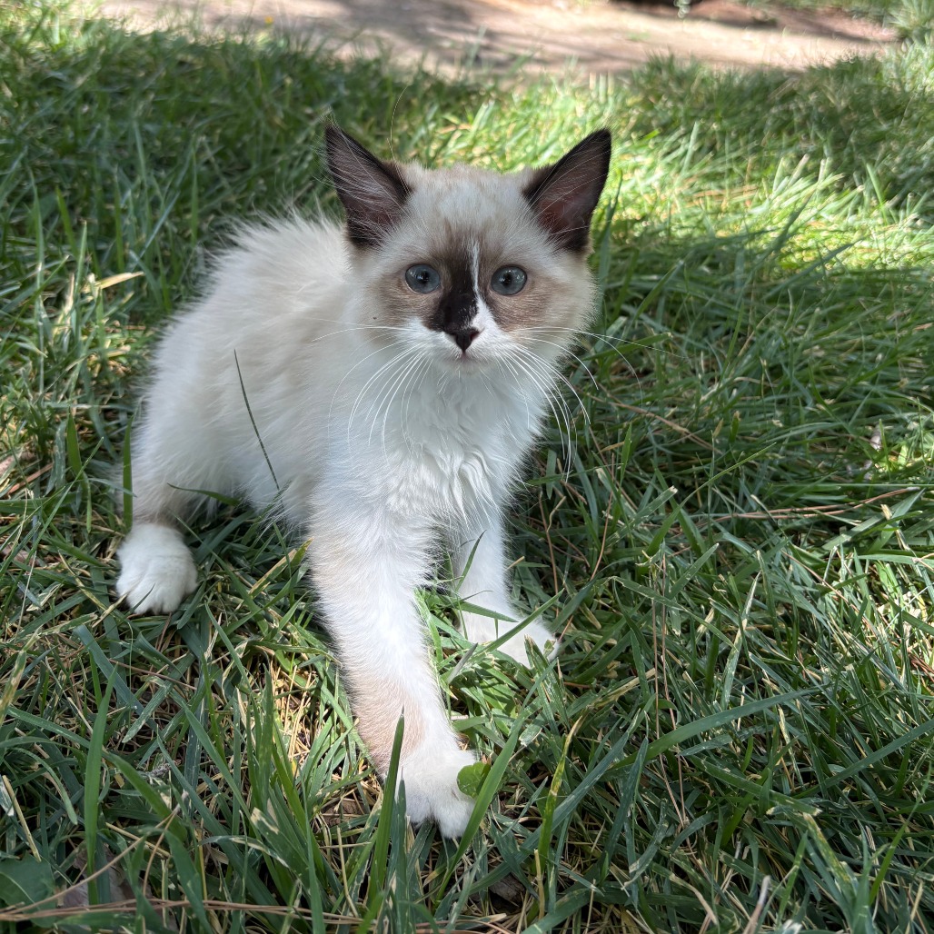 ALI - Domestic Longhair available for adoption