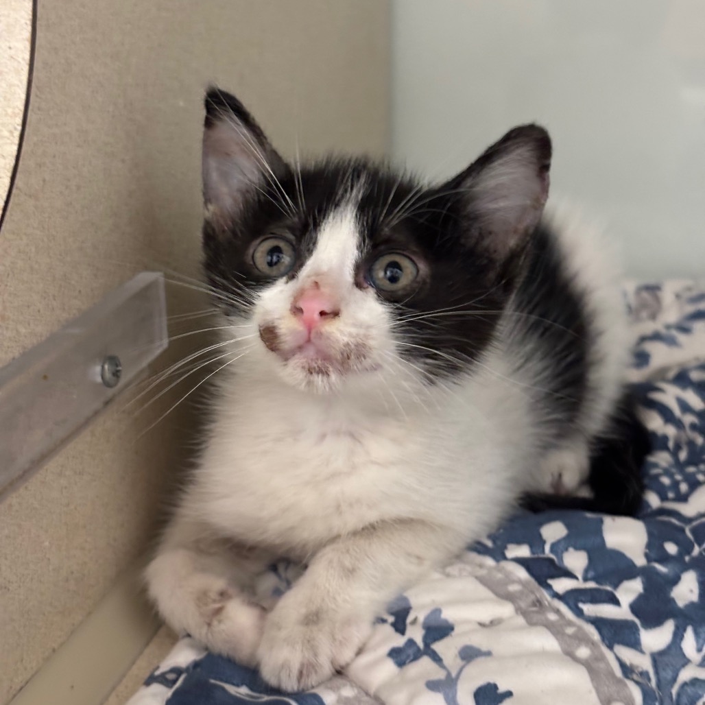 KIRARA - Domestic Shorthair / Domestic Shorthair for adoption in League City