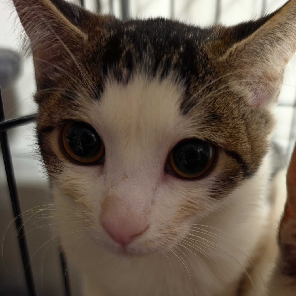MOCHI (WAS EMU) - American Shorthair available for adoption