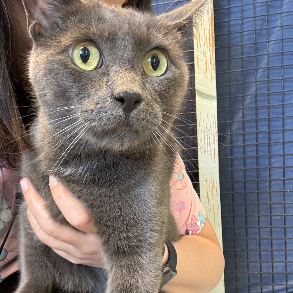 Monty - Domestic Shorthair