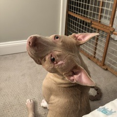 EASY PEASY - Terrier / American Pit Bull available for adoption