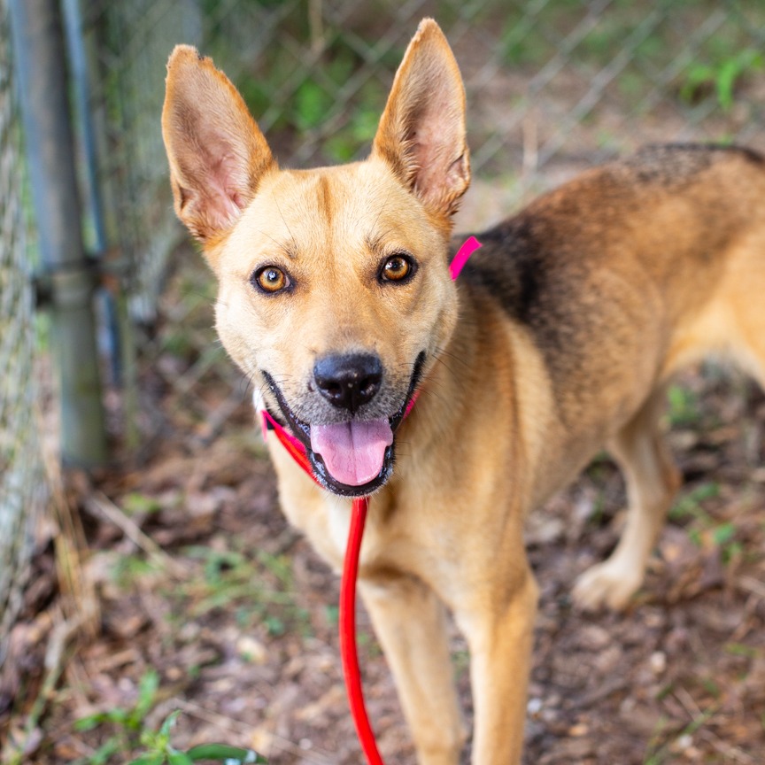 ROUGE THE BAT - Shepherd, German / Feist available for adoption