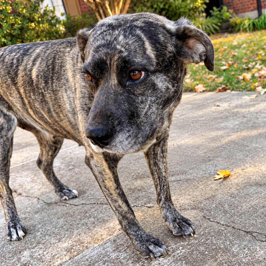 Daisy Duke (Formerly Phoebe), photo 8