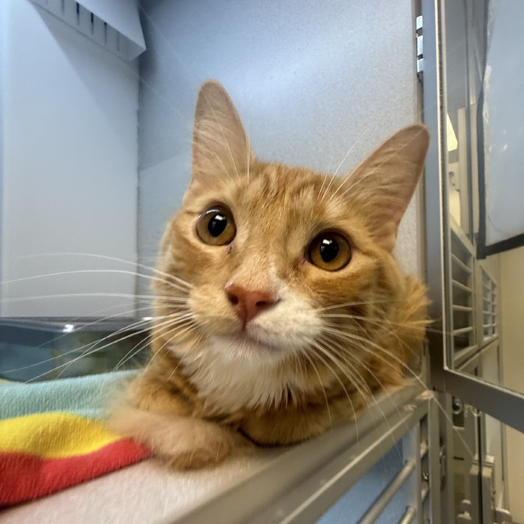 Photo of Ginger