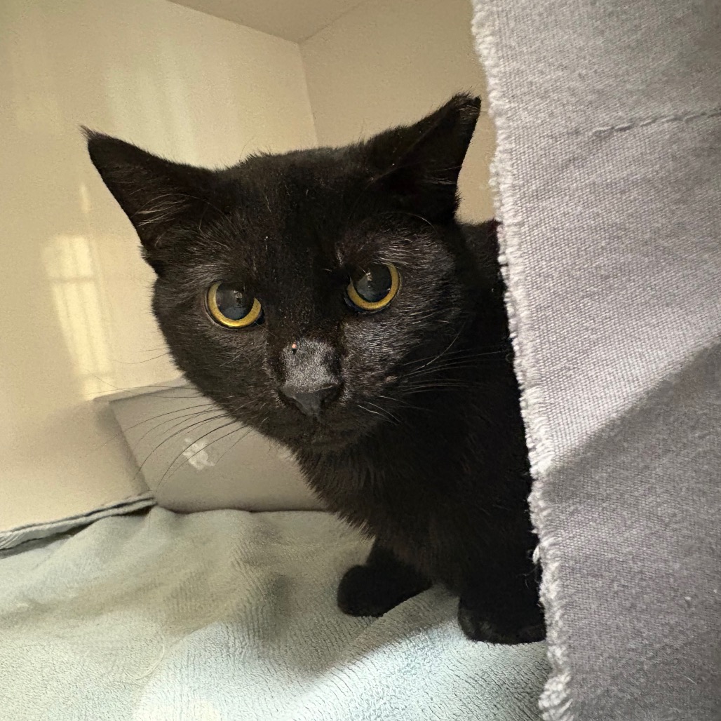 Emma - Domestic Shorthair