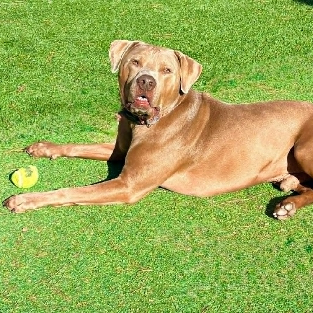 MURPHY - PAWS - Mixed Breed (Medium) for adoption in Las Cruces