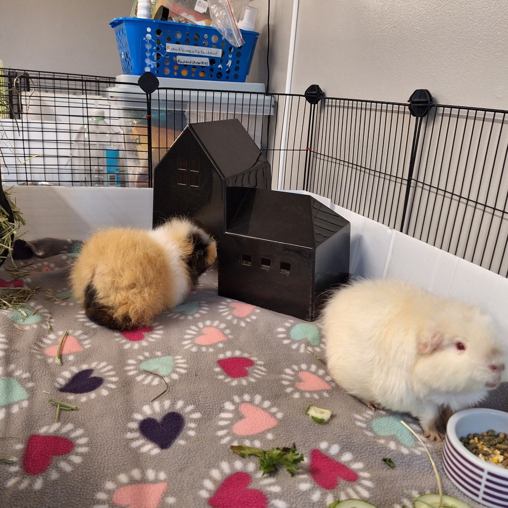 Swiss Miss, photo 8
