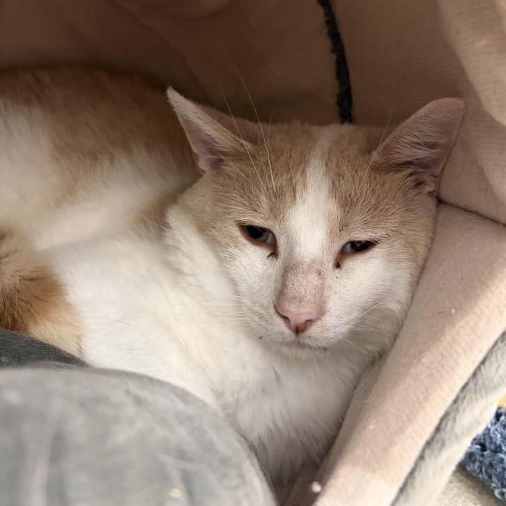 SAL - Domestic Shorthair available for adoption
