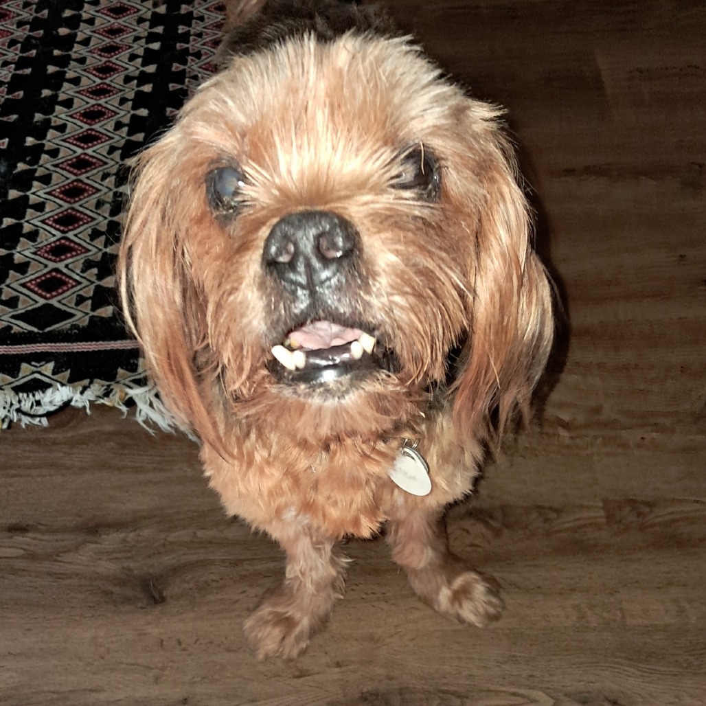 Chuey, photo 8