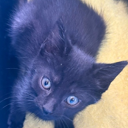 CAMDEN - Domestic Shorthair available for adoption