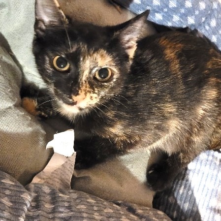 Josie, photo 3