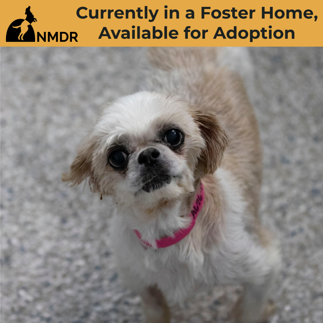 SASSY (AG26-198) - Shih Tzu available for adoption