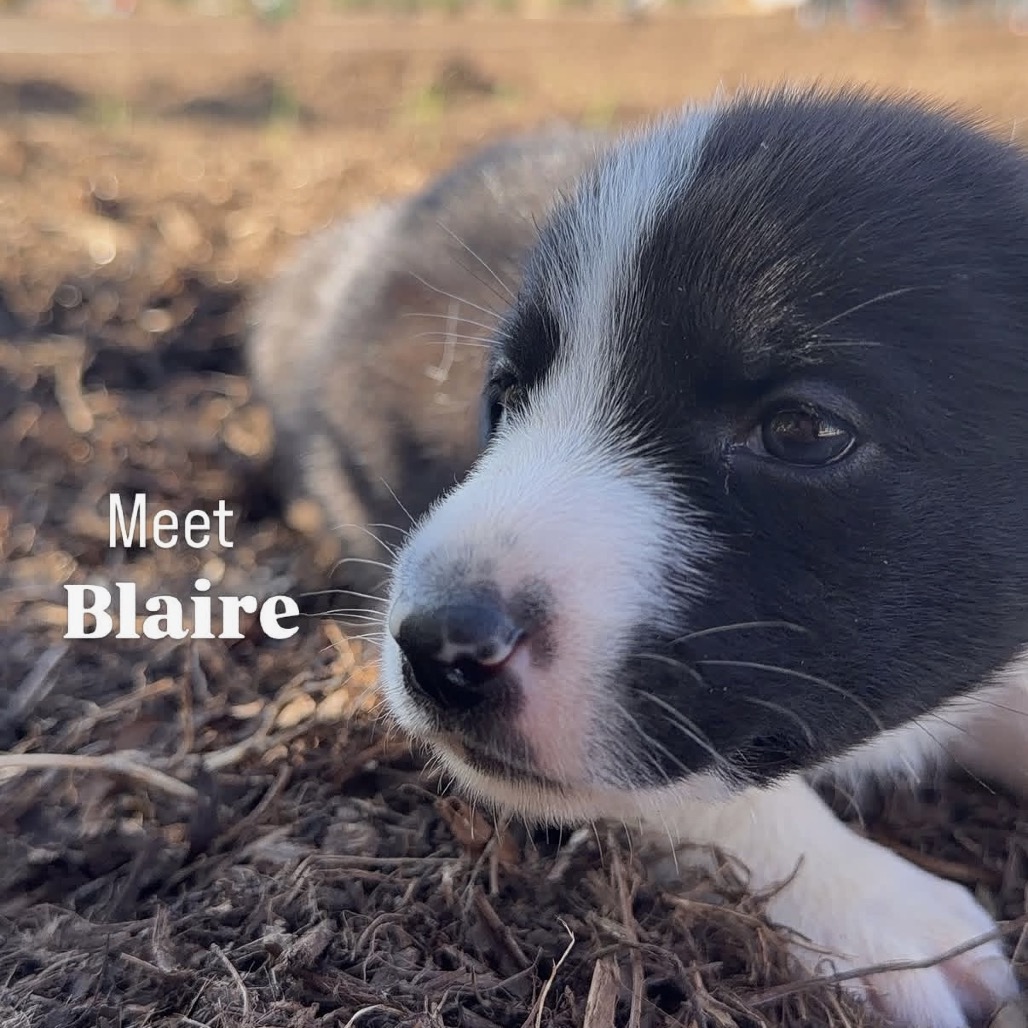 Blaire