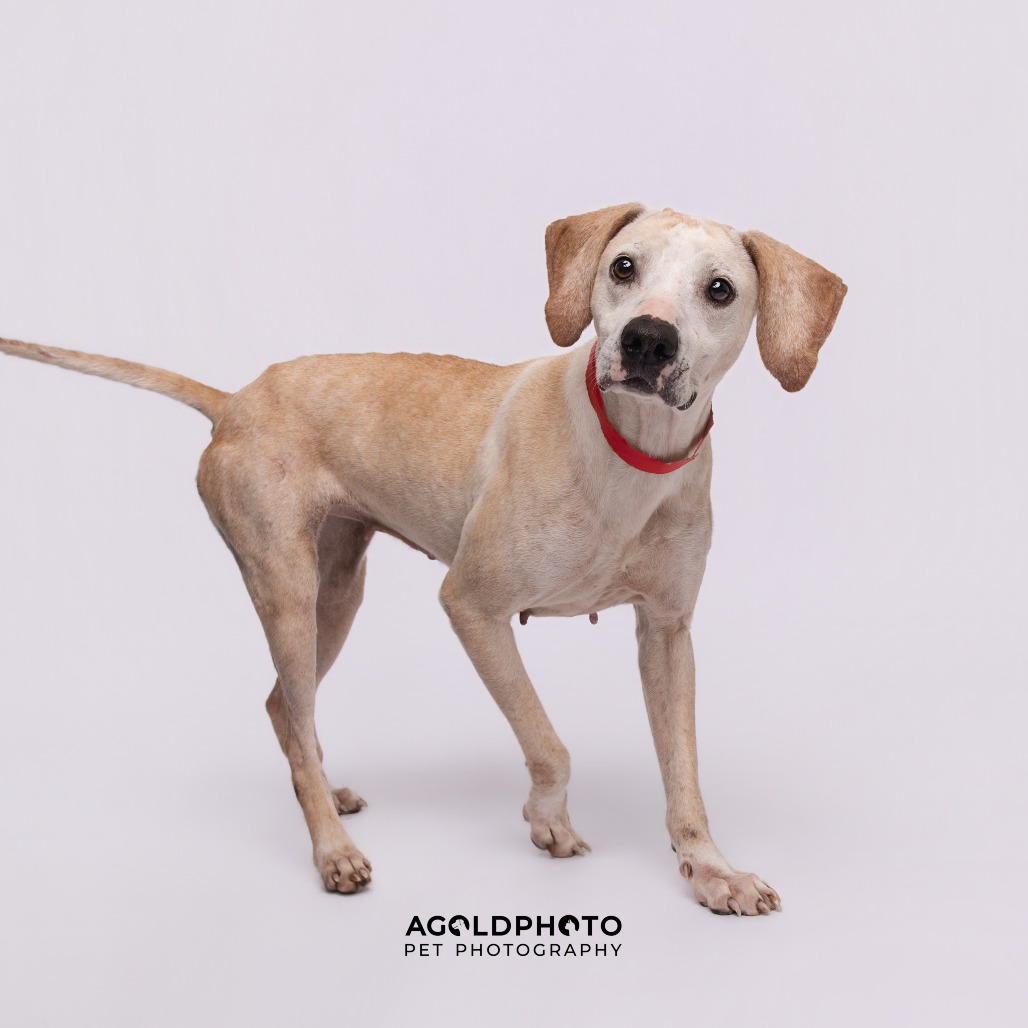 Bessie — thumbnail 4