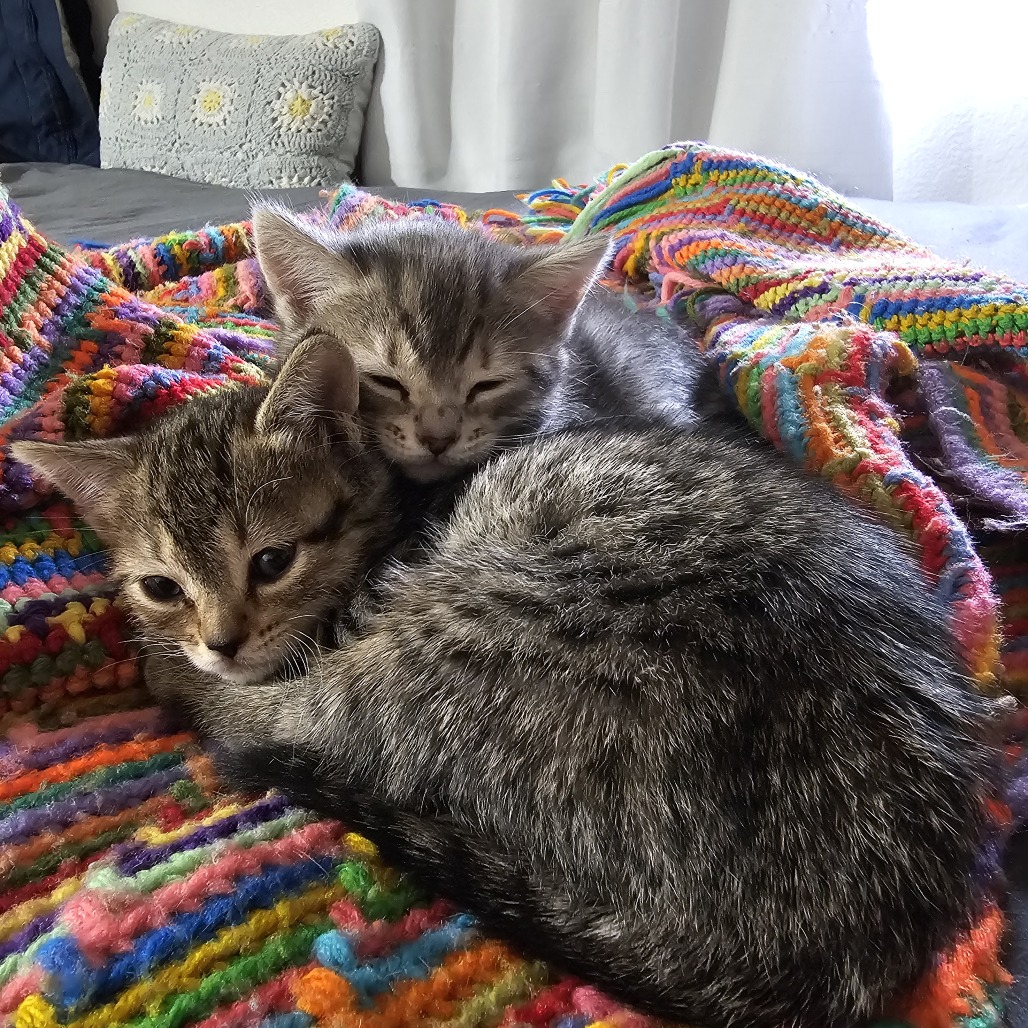 VINTAGE DENIM - Domestic Shorthair available for adoption