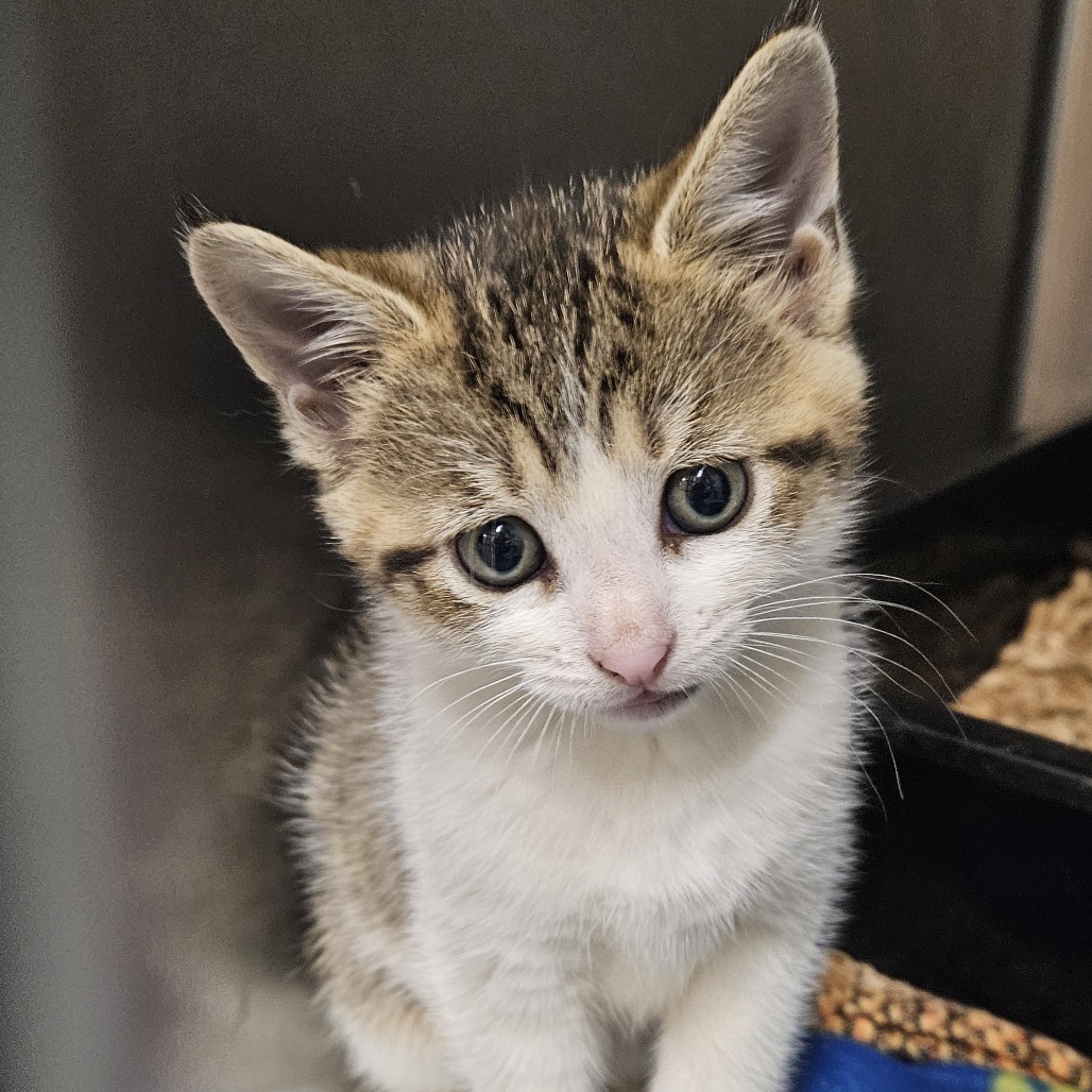 BEETLE - Domestic Shorthair available for adoption